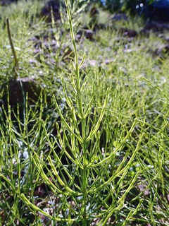 P2090055