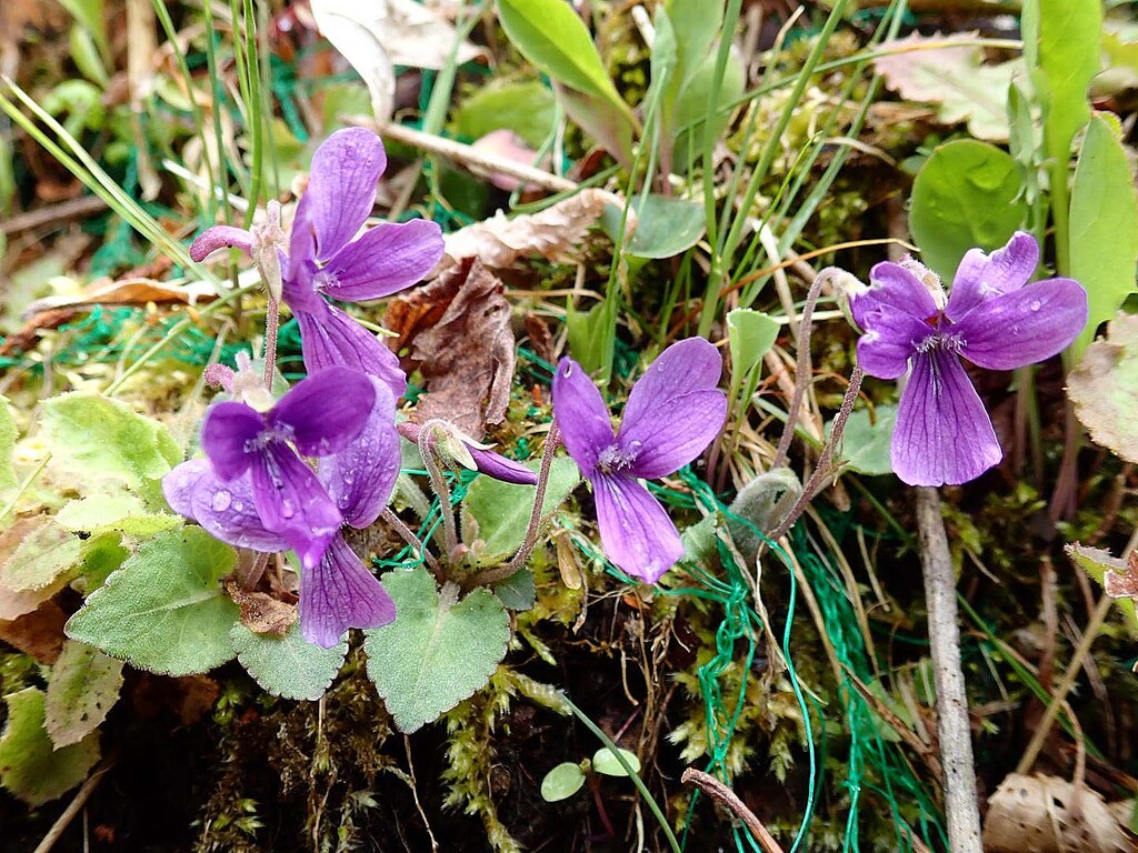 高山 牛ヶ峰 山の花 里の花に心癒されて