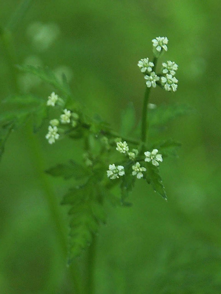 道端の雑草 山の花 里の花に心癒されて 道端の雑草 山の花 里の花に心癒されて