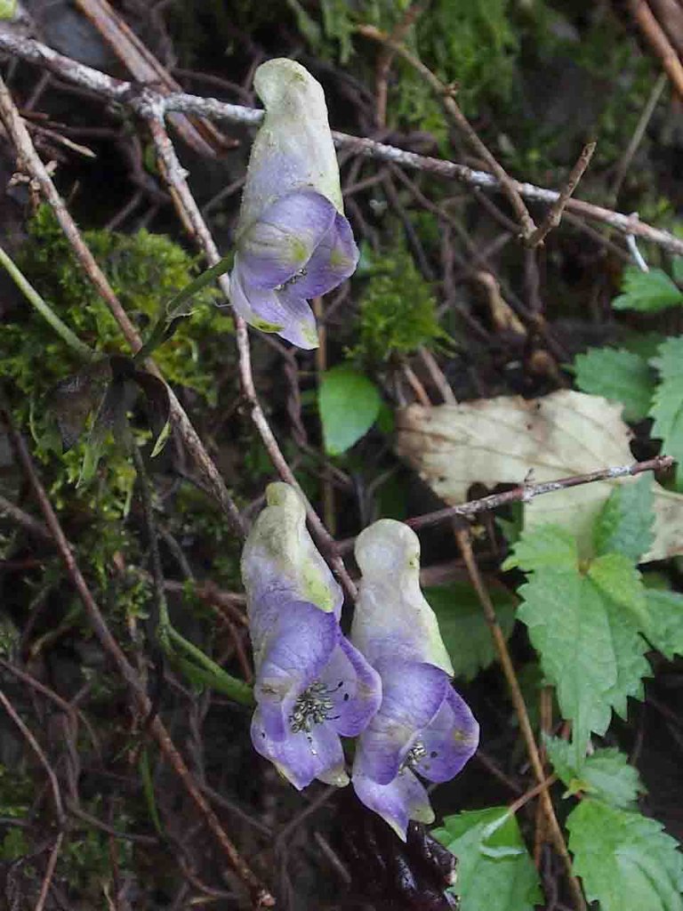 竜爪山 トリカブト 鳥兜 山の花 里の花に心癒されて