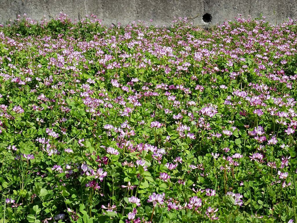 再々度 蓮華草 山の花 里の花に心癒されて
