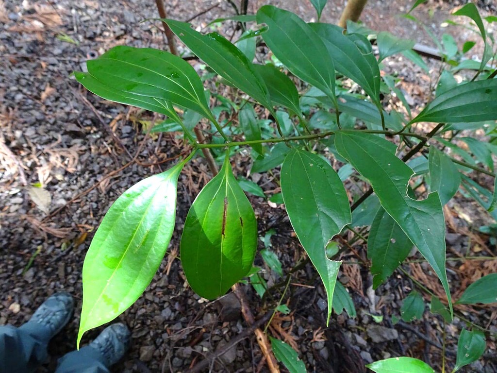 木の葉 山の花 里の花に心癒されて