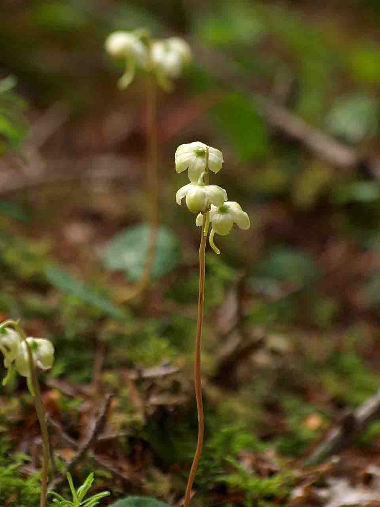 イチヤクソウ 一薬草 山の花 里の花に心癒されて