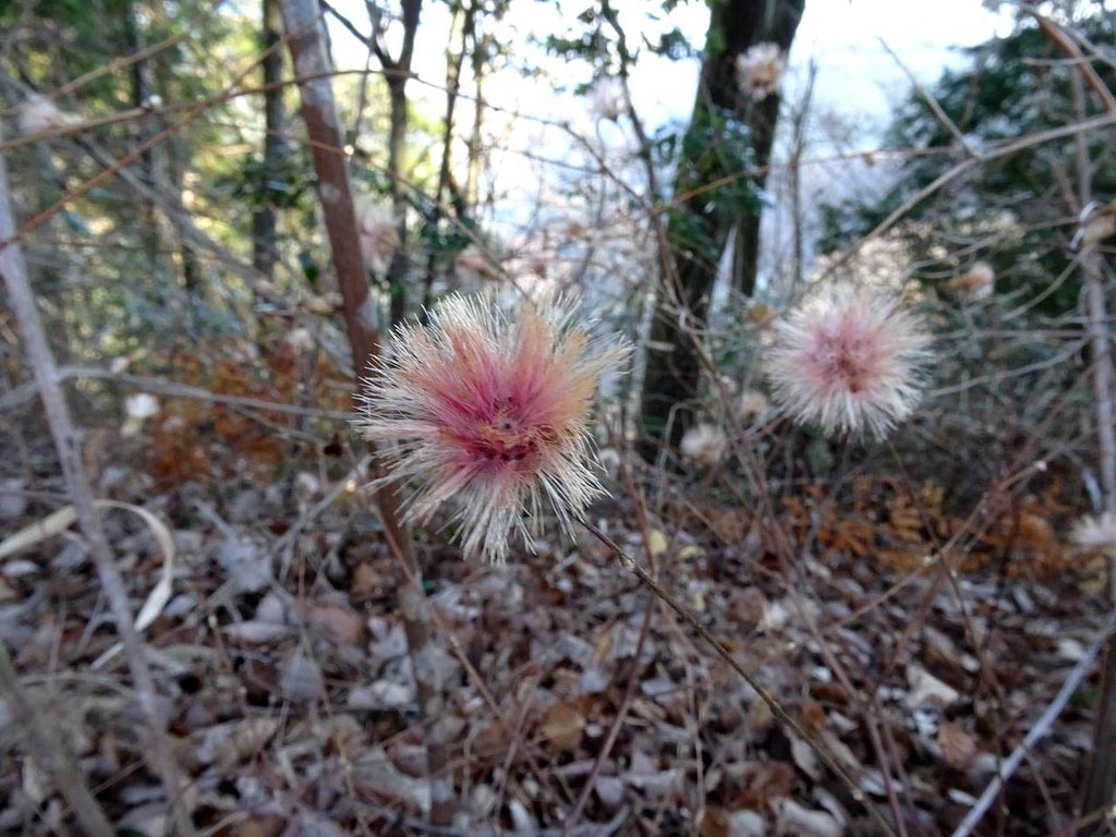 里山にて 山の花 里の花に心癒されて