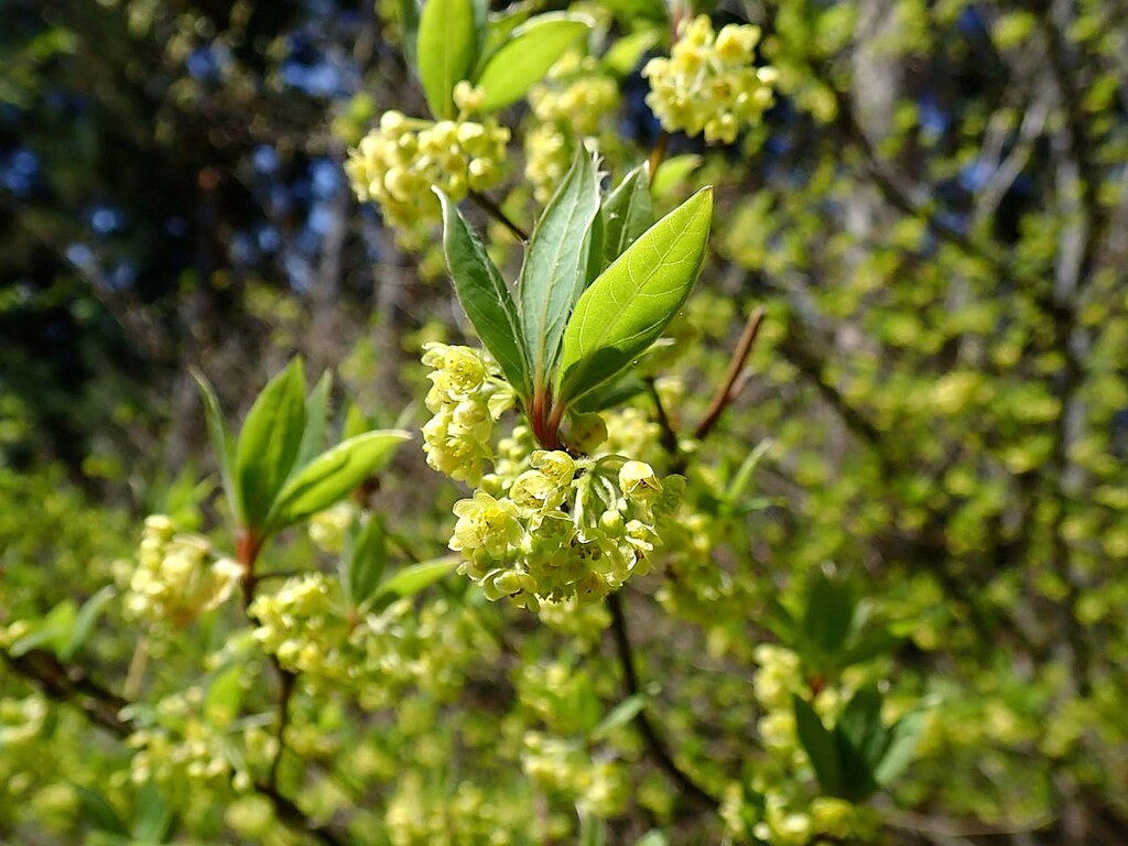 年04月 山の花 里の花に心癒されて