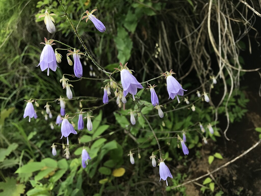 隣の県 山の花 里の花に心癒されて 隣の県 山の花 里の花に心癒されて