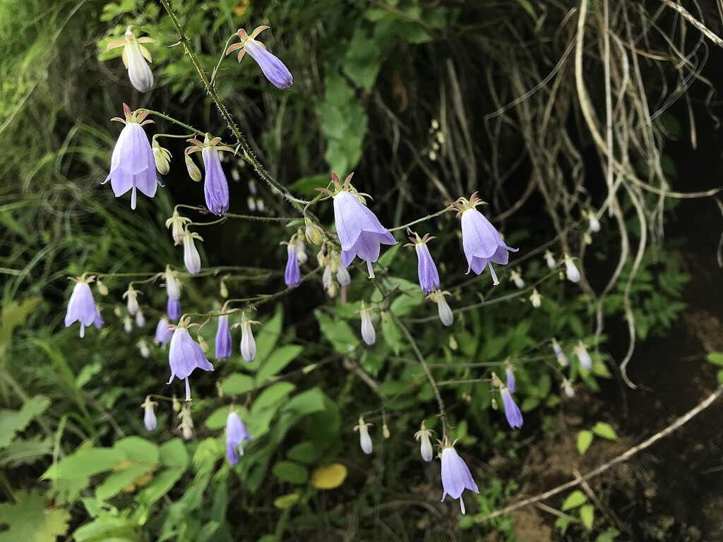 隣の県 山の花 里の花に心癒されて