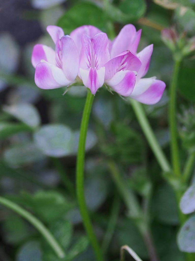 18年02月10日 山の花 里の花に心癒されて