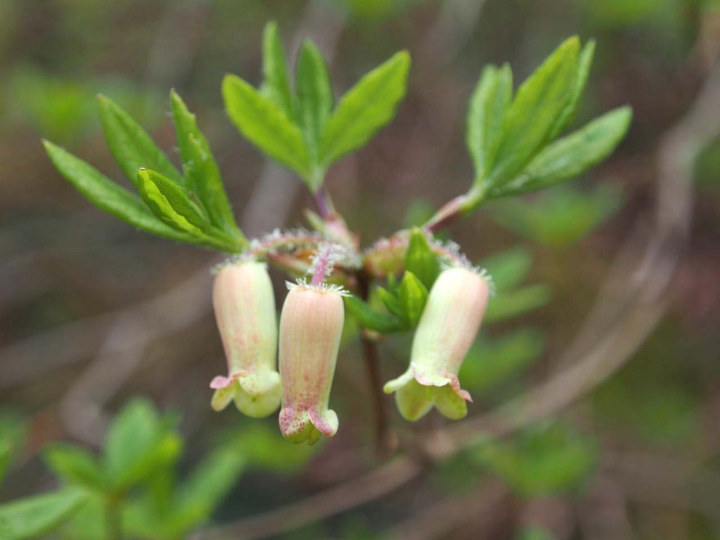 ウスギヨウラク（薄黄瓔珞） : 山の花・里の花に心癒されて