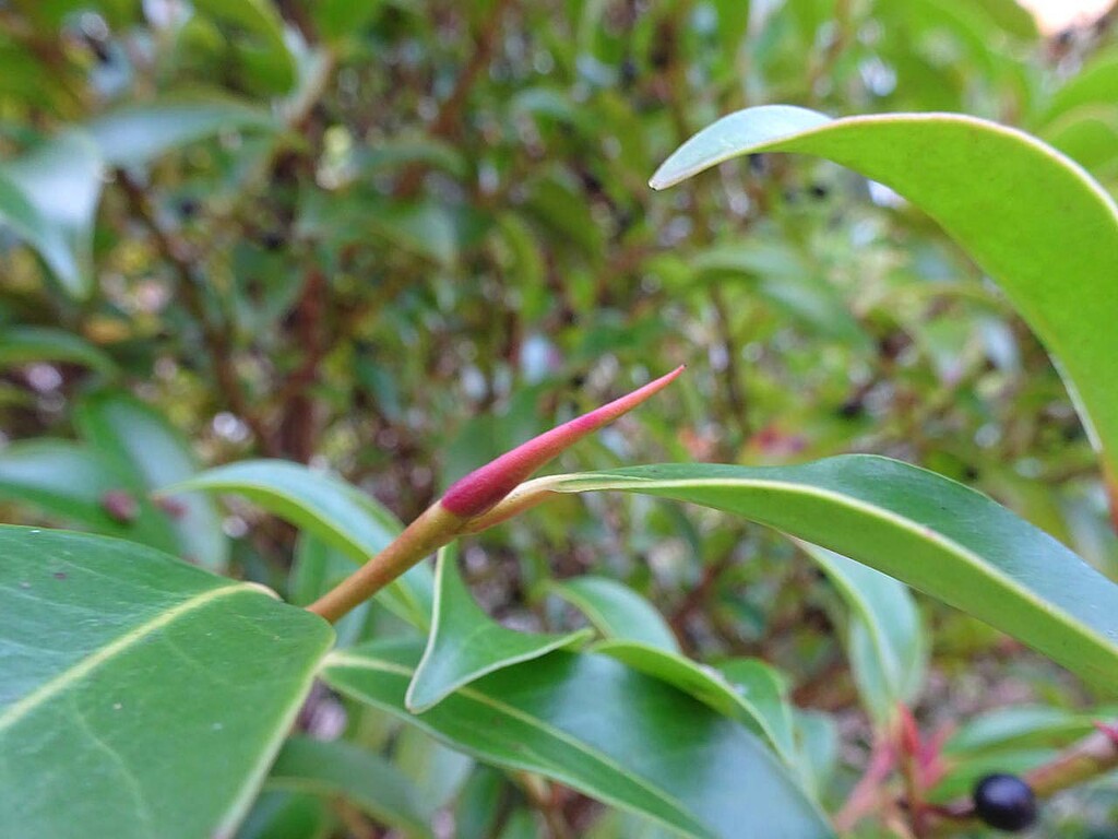 似ている木 山の花 里の花に心癒されて 似ている木 山の花 里の花に心癒されて