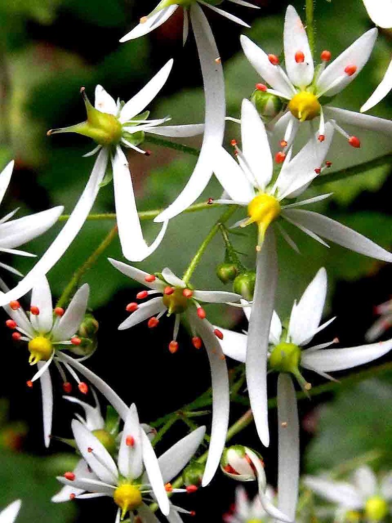 梅ケ島 安倍峠 D 大文字草 人字草他 山の花 里の花に心癒されて