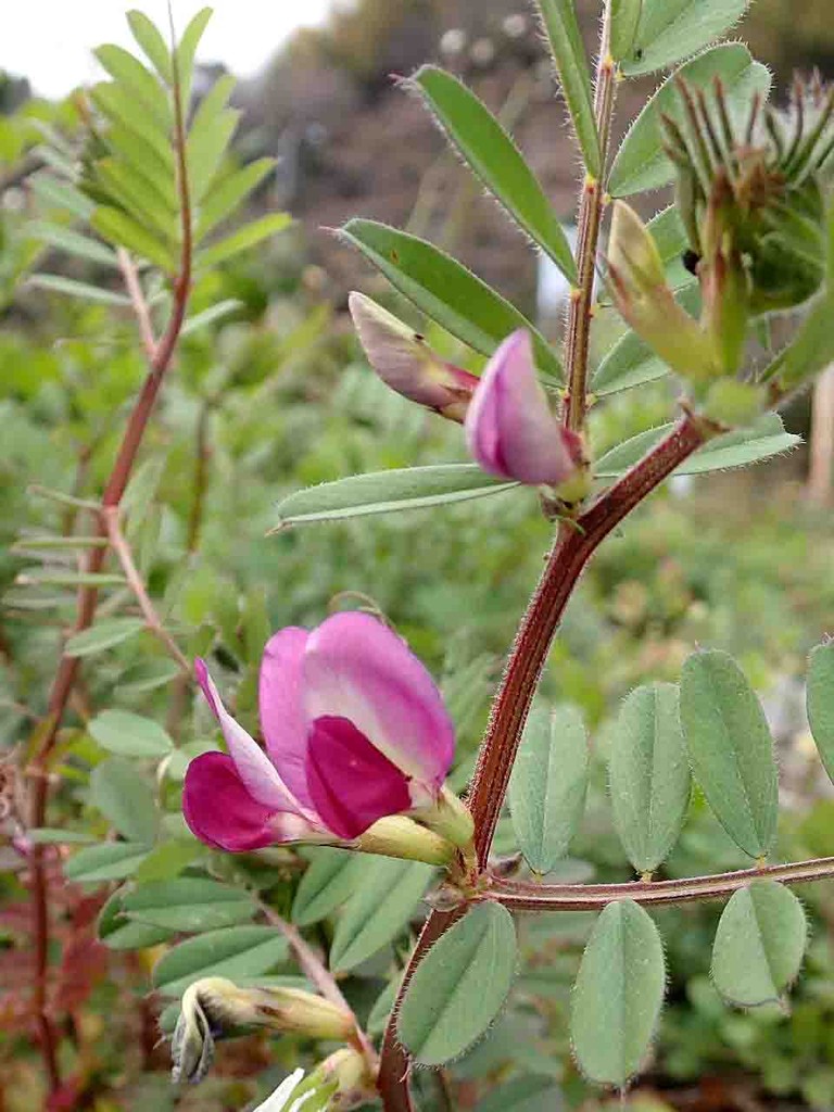 野エンドウ 烏野豌豆 の仲間 山の花 里の花に心癒されて