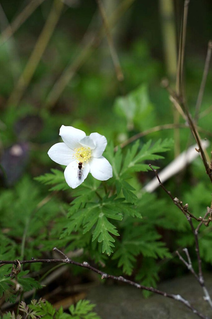 イチリンソウ ニリンソウ 山の花 里の花に心癒されて