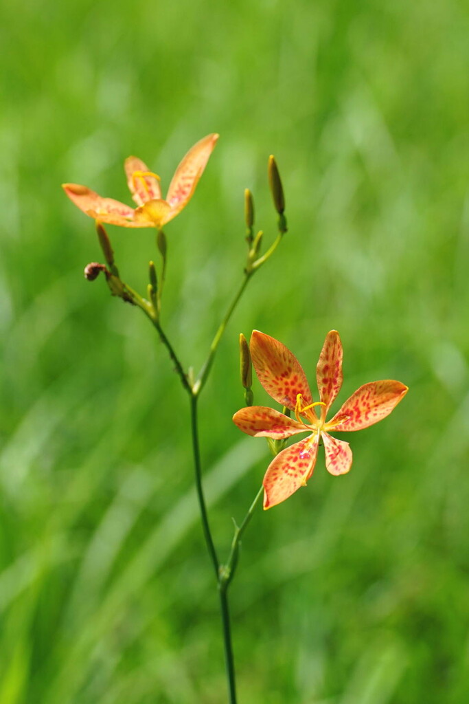 里山 ヒオウギ 他 山の花 里の花に心癒されて