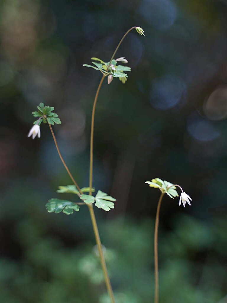 頭に姫が付く植物 ヒメウズとヒメフウロ 山の花 里の花に心癒されて 頭に姫が付く植物 ヒメウズとヒメフウロ 山の花 里の花に心癒されて