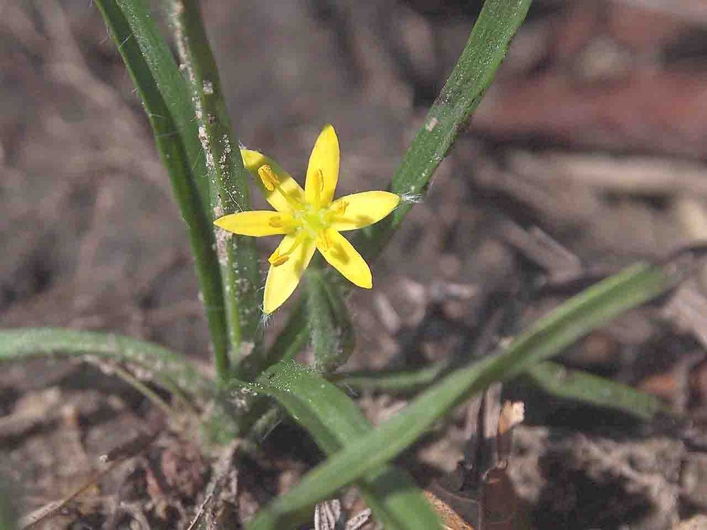 コキンバイザサ 小金梅笹 山の花 里の花に心癒されて