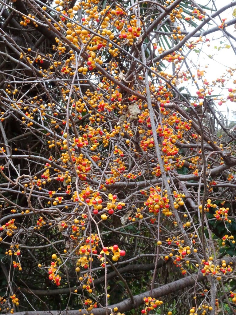 ツルウメモドキ イヌビワ 山の花 里の花に心癒されて