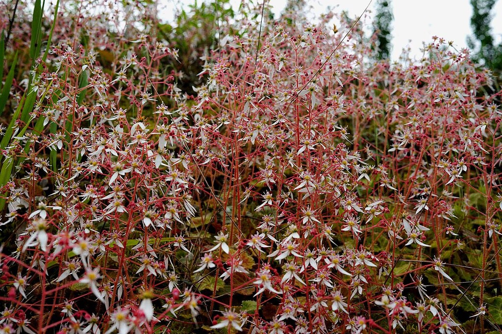 藤枝の里山 山の花 里の花に心癒されて 藤枝の里山 山の花 里の花に心癒されて