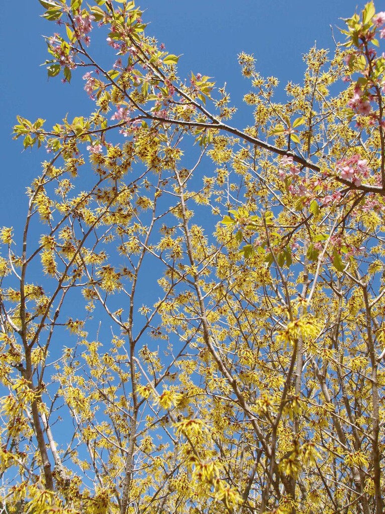 黄色い花 木本 山の花 里の花に心癒されて 黄色い花 木本 山の花 里の花に心癒されて