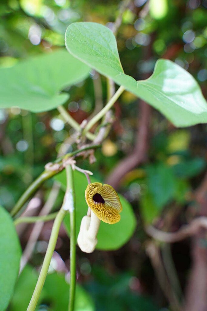 ツル植物 山の花 里の花に心癒されて
