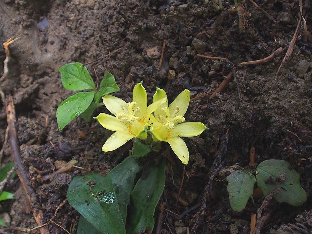 チャボホトトギス 他 山の花 里の花に心癒されて