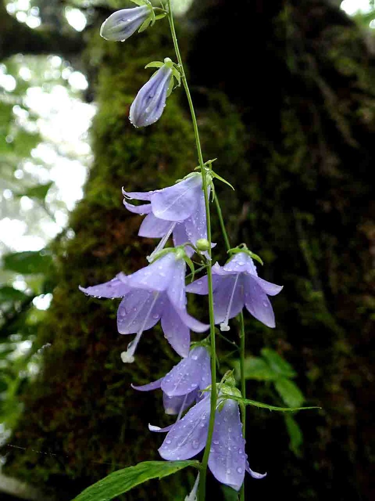 三つ峠山の秋の花 山の花 里の花に心癒されて