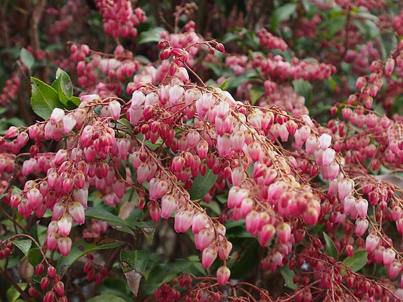 春を撮りに2 木花 山の花 里の花に心癒されて 春を撮りに2 木花 山の花 里の花に心癒されて