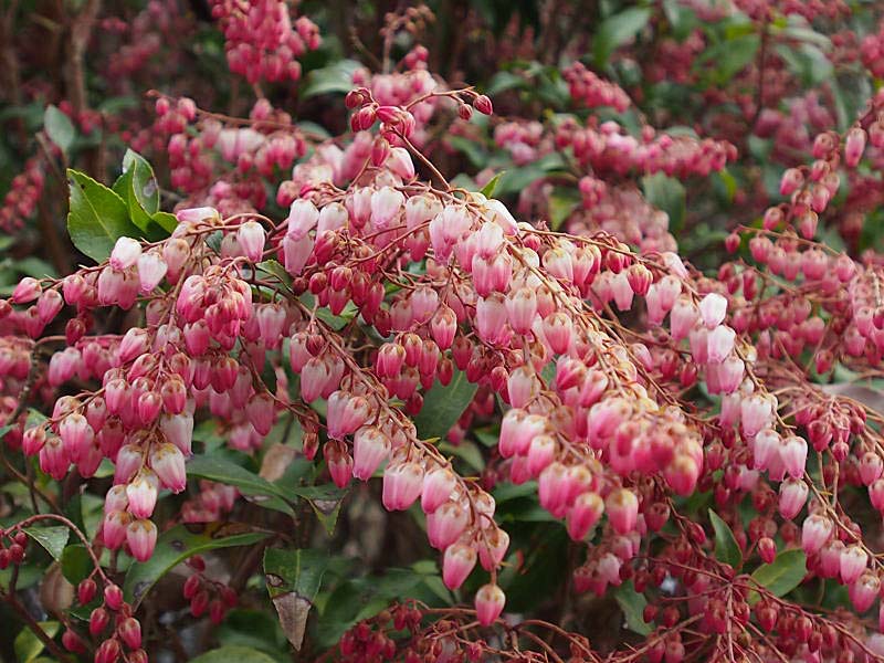 春を撮りに２ 木花 山の花 里の花に心癒されて