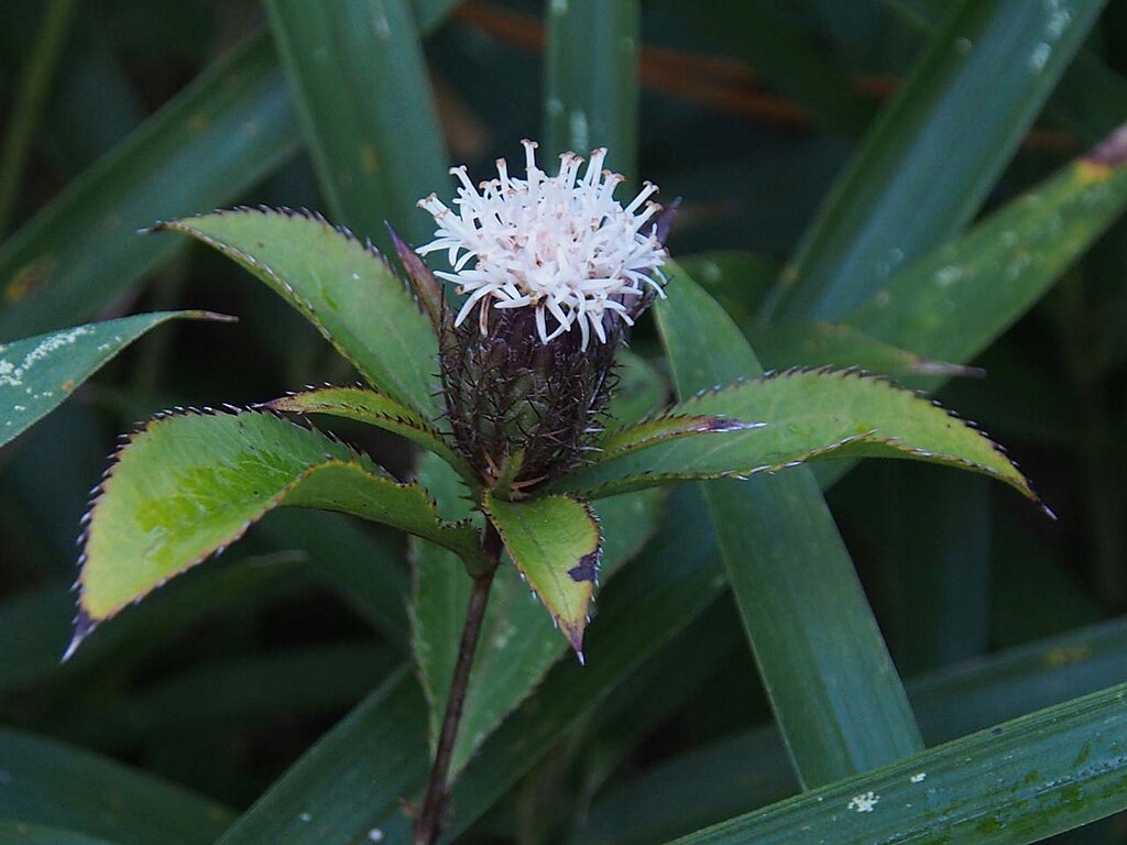 秋の雨生山 山の中腹付近 山の花 里の花に心癒されて