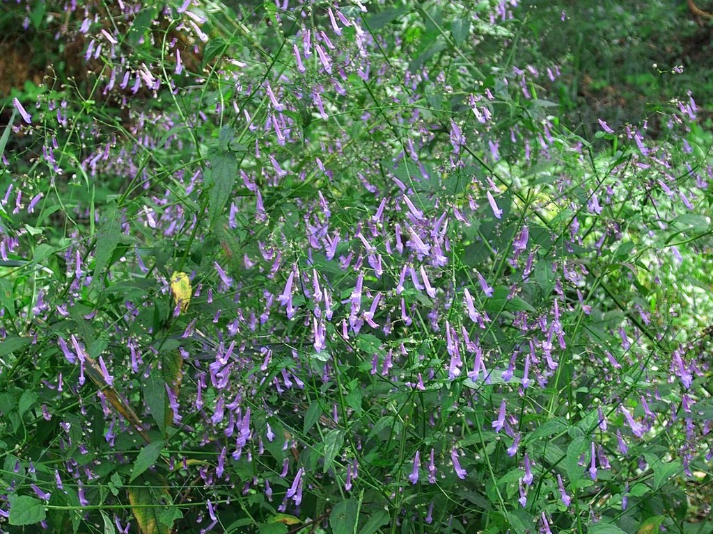 セキヤノアキノチョウジ 関屋の秋丁字 牛が峰 山の花 里の花に心癒されて