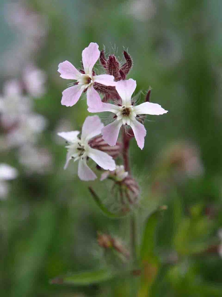 海辺の植物 山の花 里の花に心癒されて