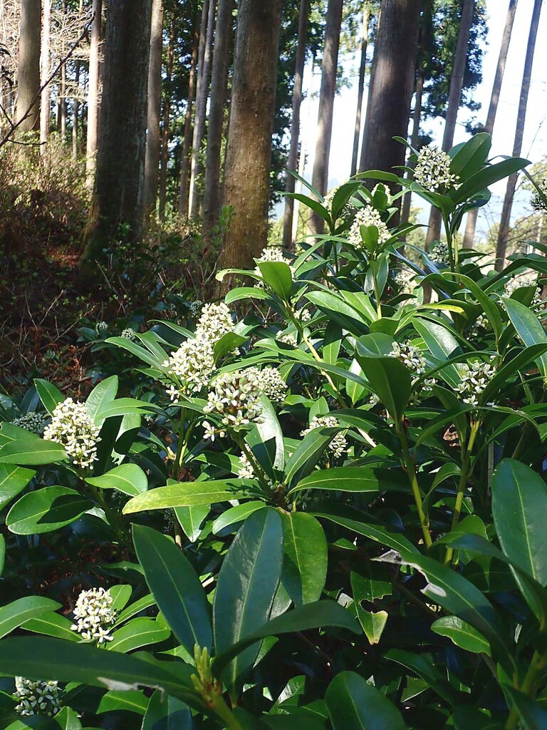 年04月 山の花 里の花に心癒されて