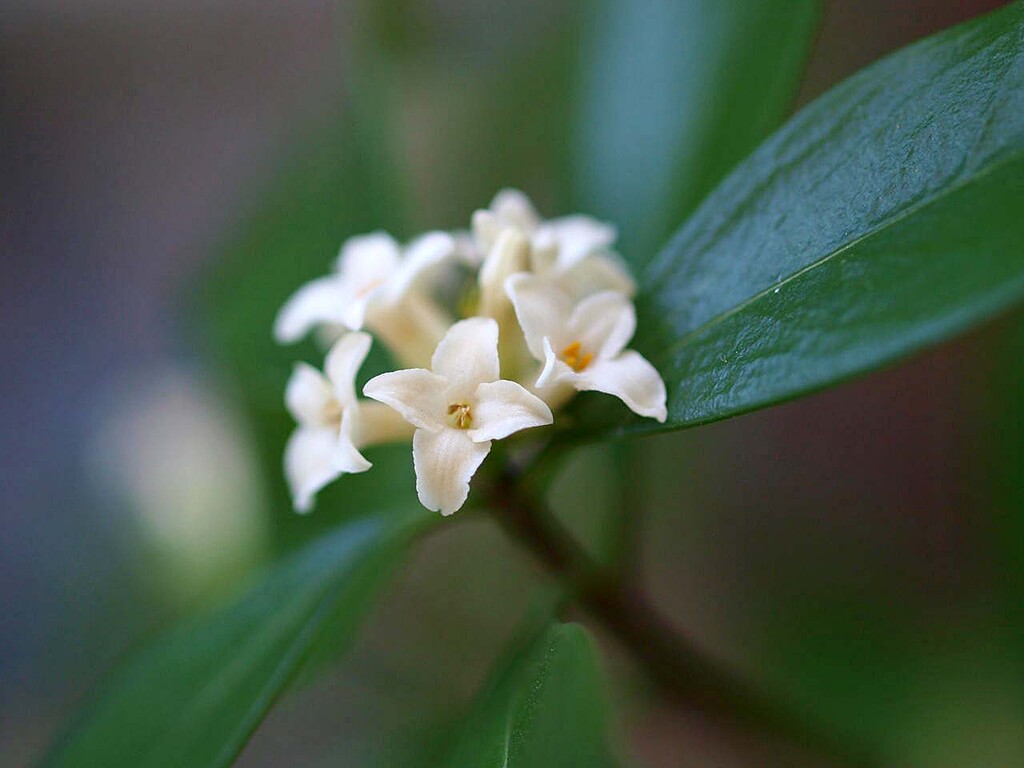コショウノキ 胡椒の木 山の花 里の花に心癒されて