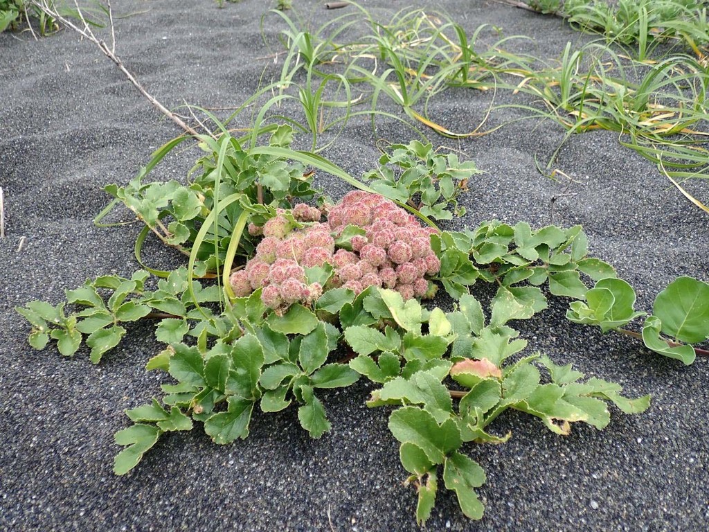 海浜植物 ハマボウフウ 浜防風 山の花 里の花に心癒されて