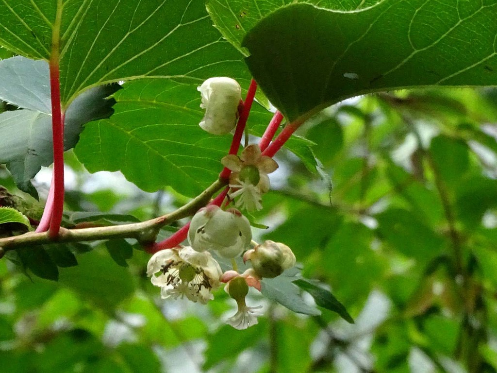 地元の里山 6月下旬 7月上旬 山の花 里の花に心癒されて