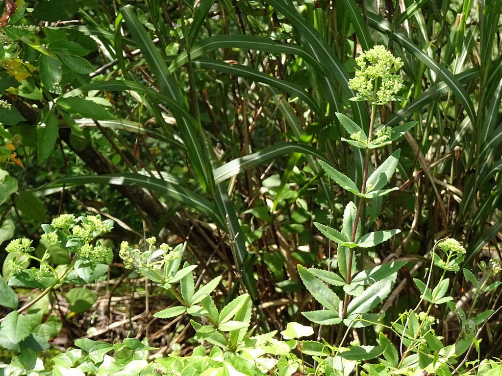 ミツバベンケイソウ 三葉弁慶草 他 山の花 里の花に心癒されて
