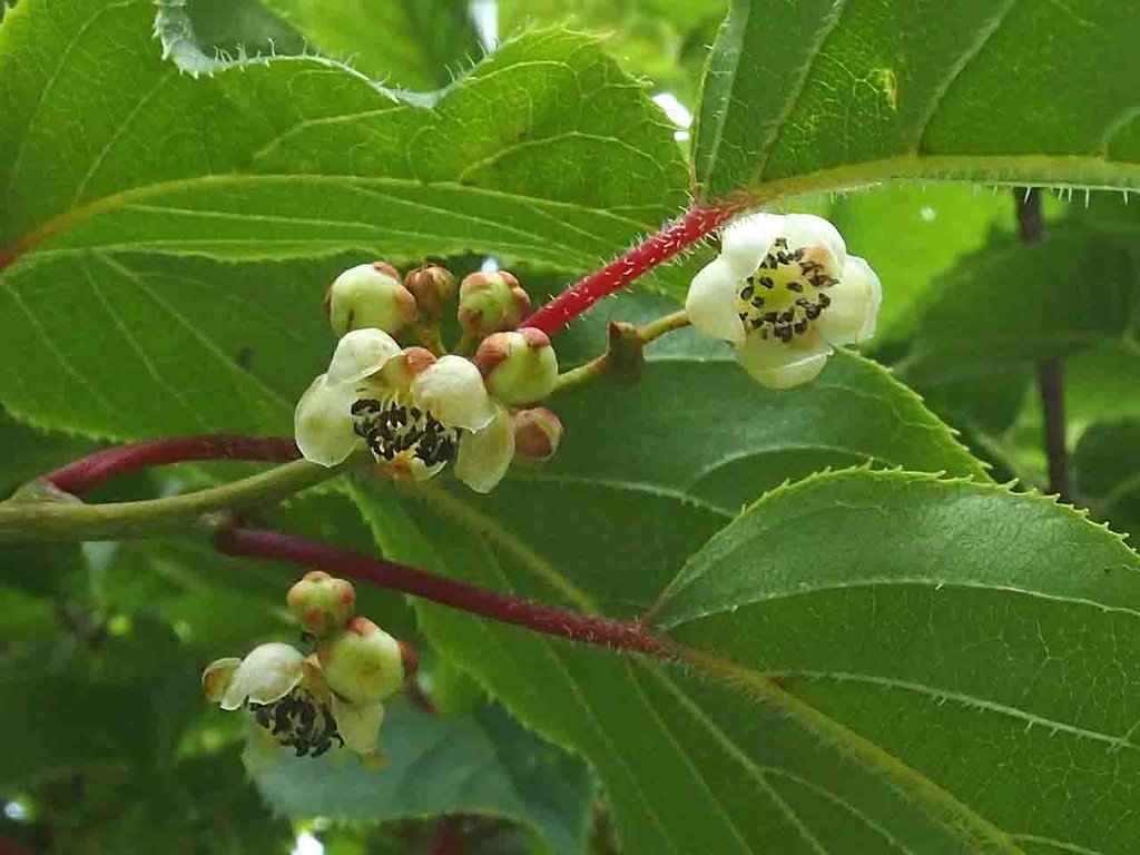 少し前の花 ランダムに 山の花 里の花に心癒されて