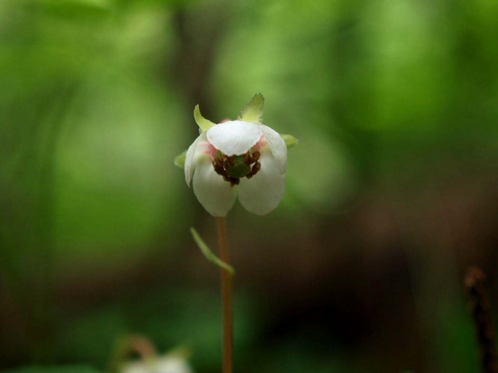 富士山 山の花 里の花に心癒されて 富士山 山の花 里の花に心癒されて
