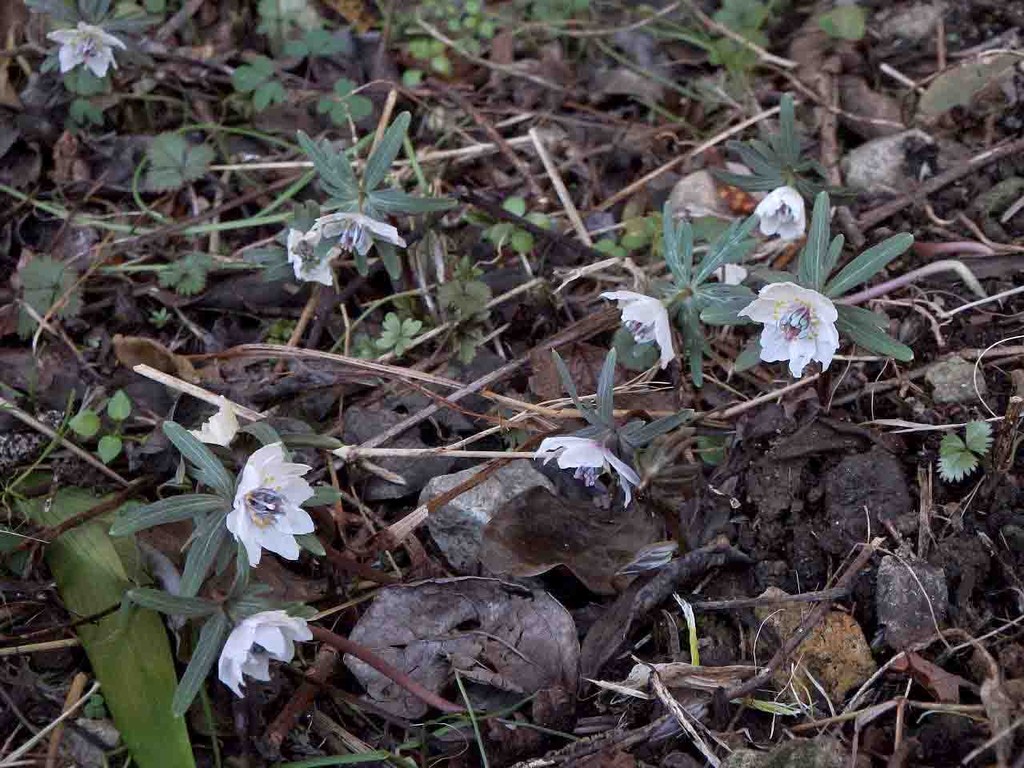 セツブンソウ 節分草 愛知県 山の花 里の花に心癒されて セツブンソウ 節分草 愛知県 山の花 里の花に心癒されて