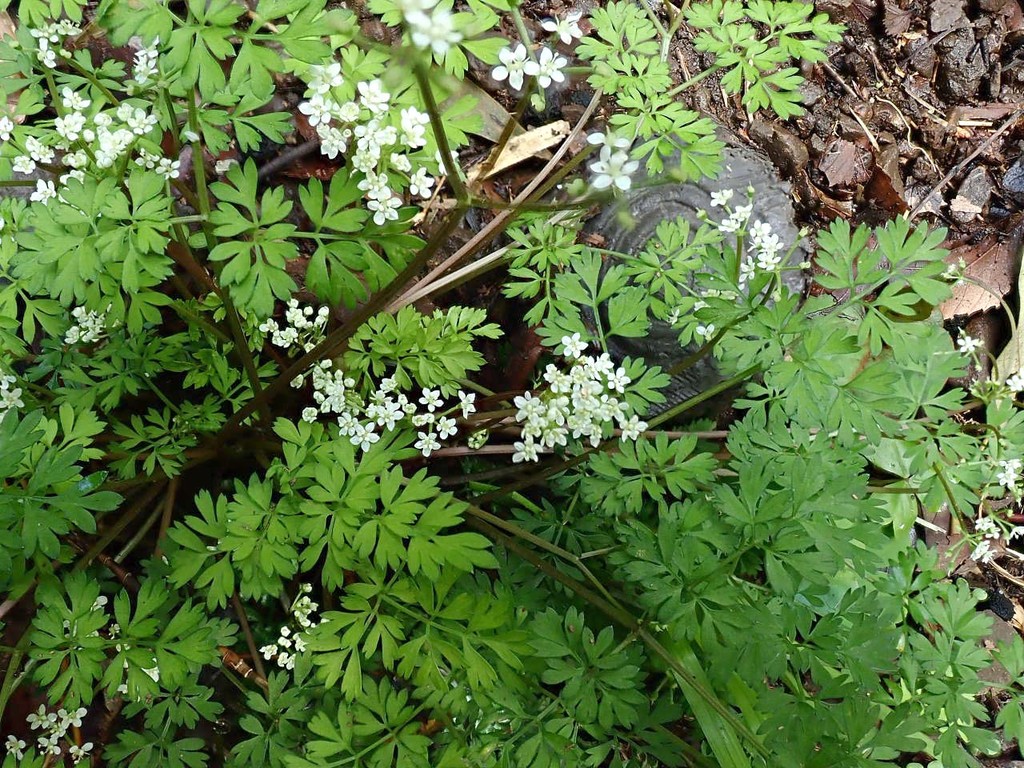 里山 里 の花 山の花 里の花に心癒されて