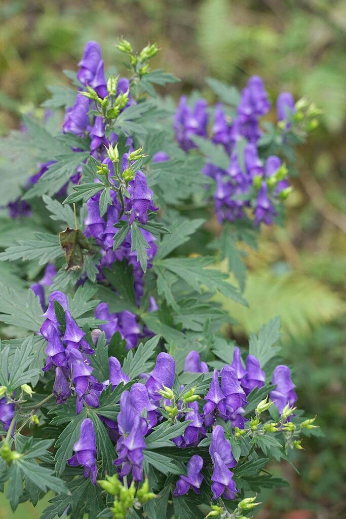 トリカブトの仲間 山の花 里の花に心癒されて トリカブトの仲間 山の花 里の花に心癒されて