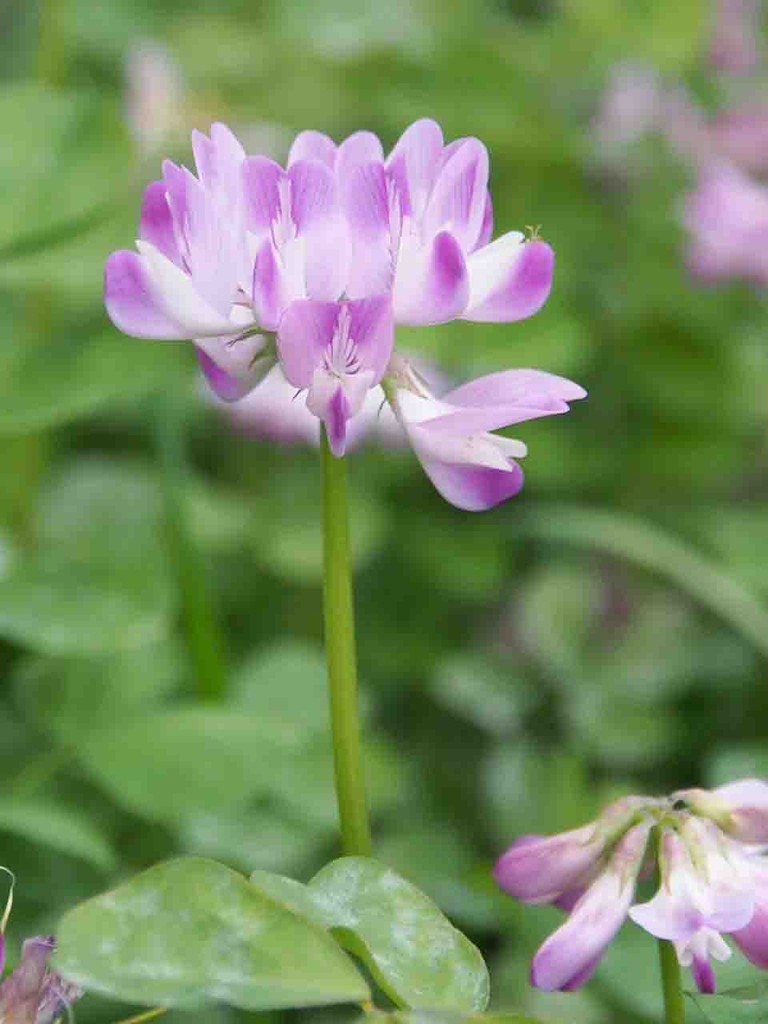 ゲンゲ 紫雲英 レンゲソウ 蓮華草 山の花 里の花に心癒されて ゲンゲ 紫雲英 レンゲソウ 蓮華草 山の花 里の花に心癒されて