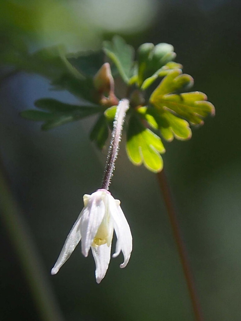 頭に姫が付く植物 ヒメウズとヒメフウロ 山の花 里の花に心癒されて 頭に姫が付く植物 ヒメウズとヒメフウロ 山の花 里の花に心癒されて