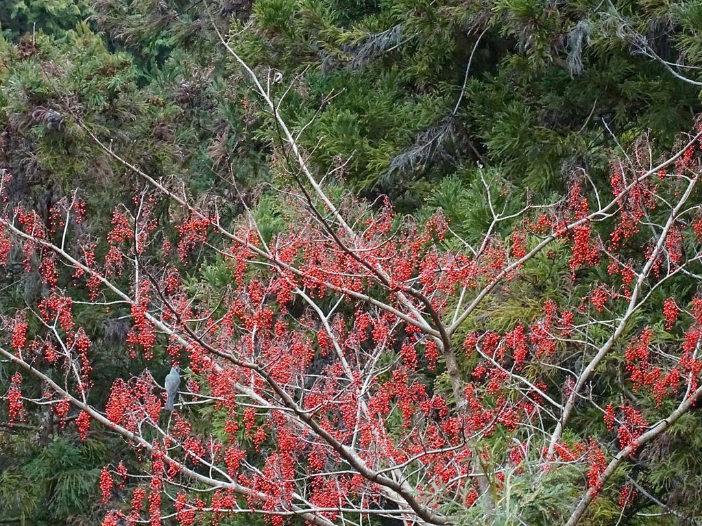 イイギリの赤い実 ヒヨドリ 山の花 里の花に心癒されて
