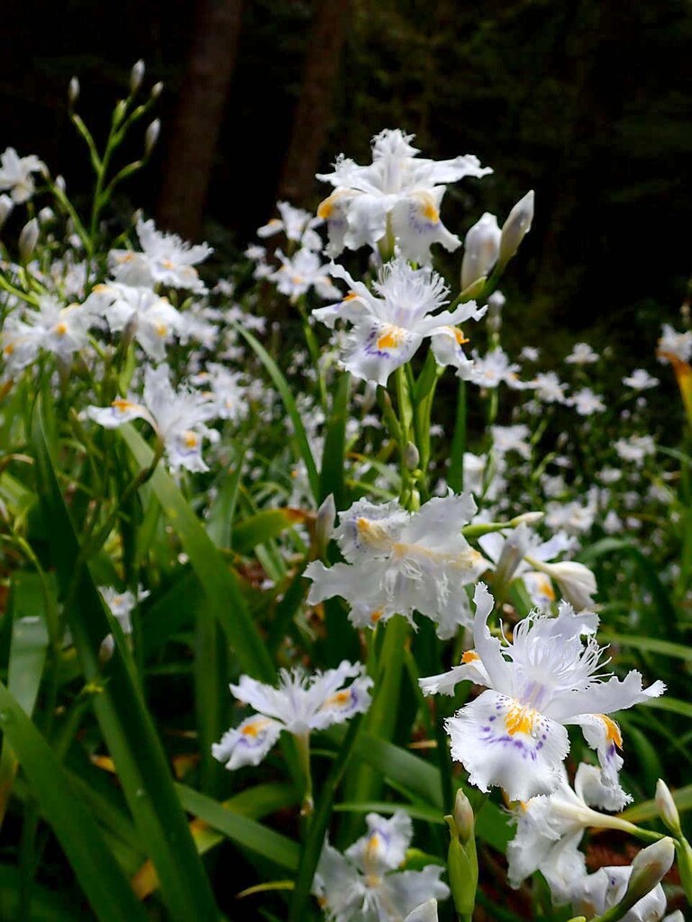 シャガ ヒメフウロ 山の花 里の花に心癒されて シャガ ヒメフウロ 山の花 里の花に心癒されて