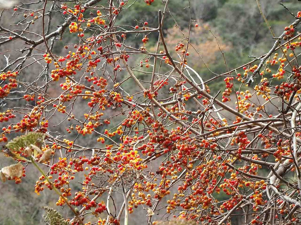 ツルウメモドキ 蔓梅擬 山の花 里の花に心癒されて ツルウメモドキ 蔓梅擬 山の花 里の花に心癒されて
