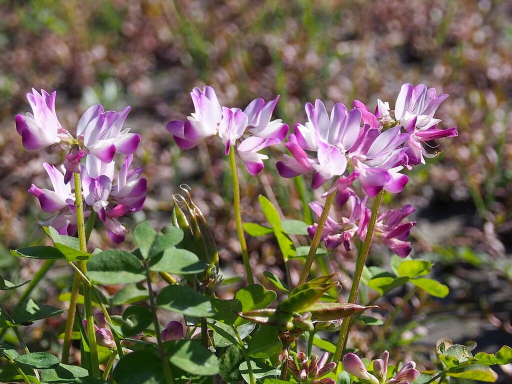 レンゲソウ 蓮華草 焼津市 山の花 里の花に心癒されて