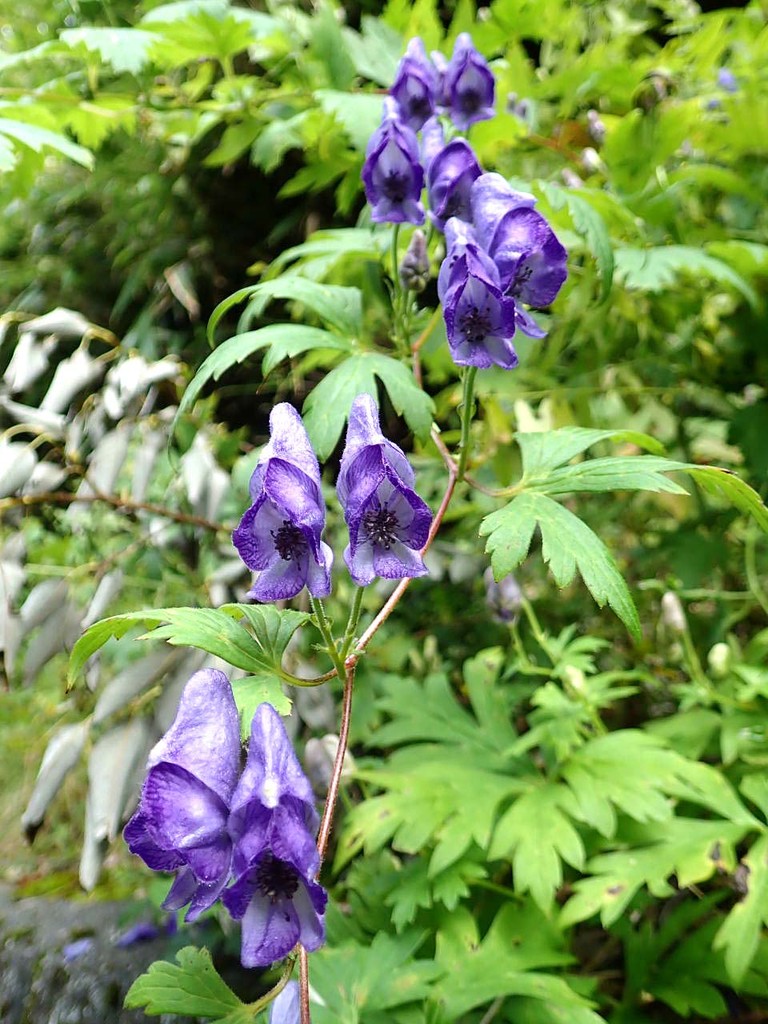 トリカブト ナギナタコウジュ 富士山 山の花 里の花に心癒されて トリカブト ナギナタコウジュ 富士山 山の花 里の花に心癒されて