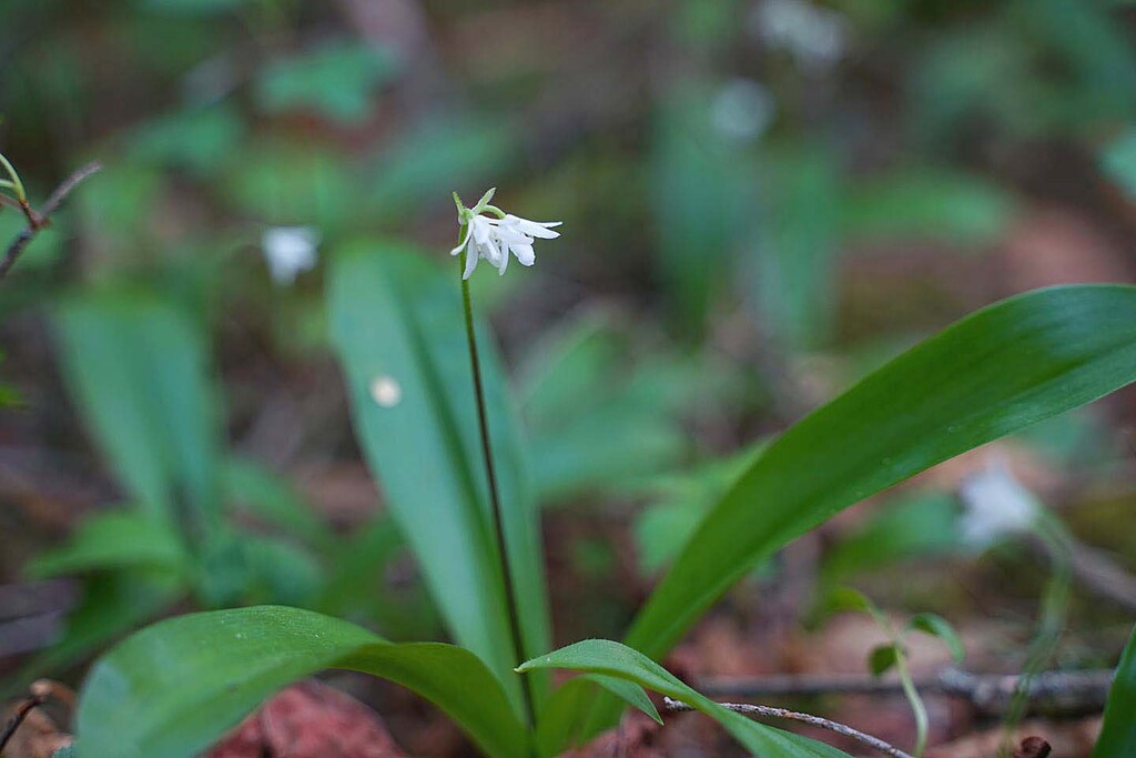 富士山 山の花 里の花に心癒されて 富士山 山の花 里の花に心癒されて