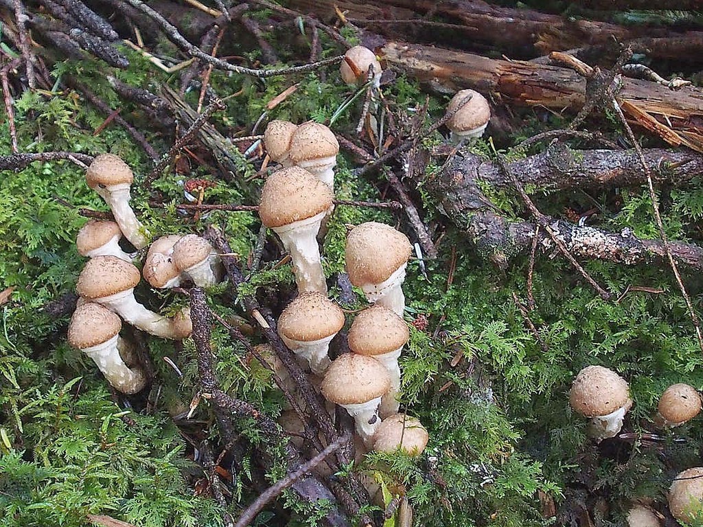 キノコ 茸 山の花 里の花に心癒されて